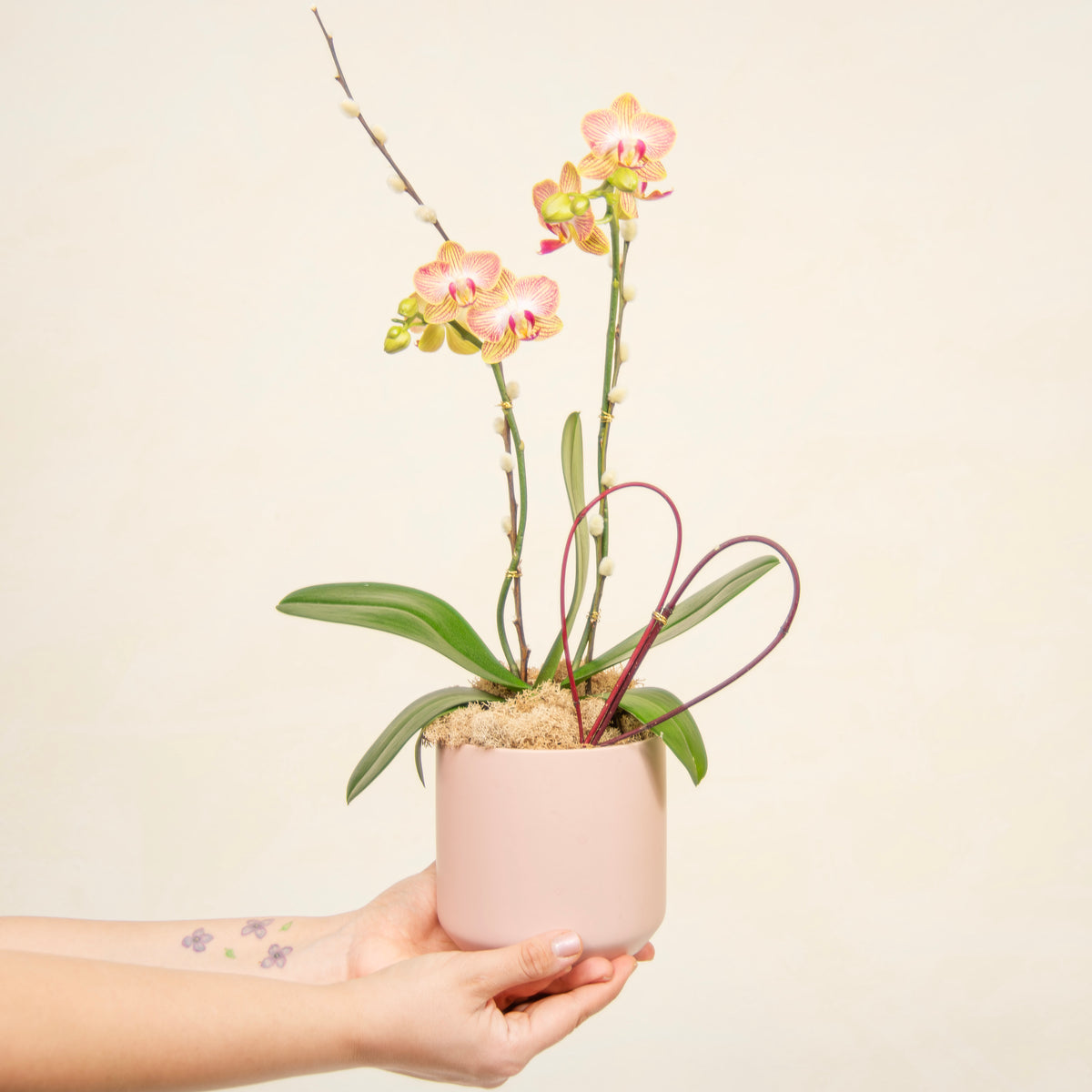 Amore — orchid arrangement