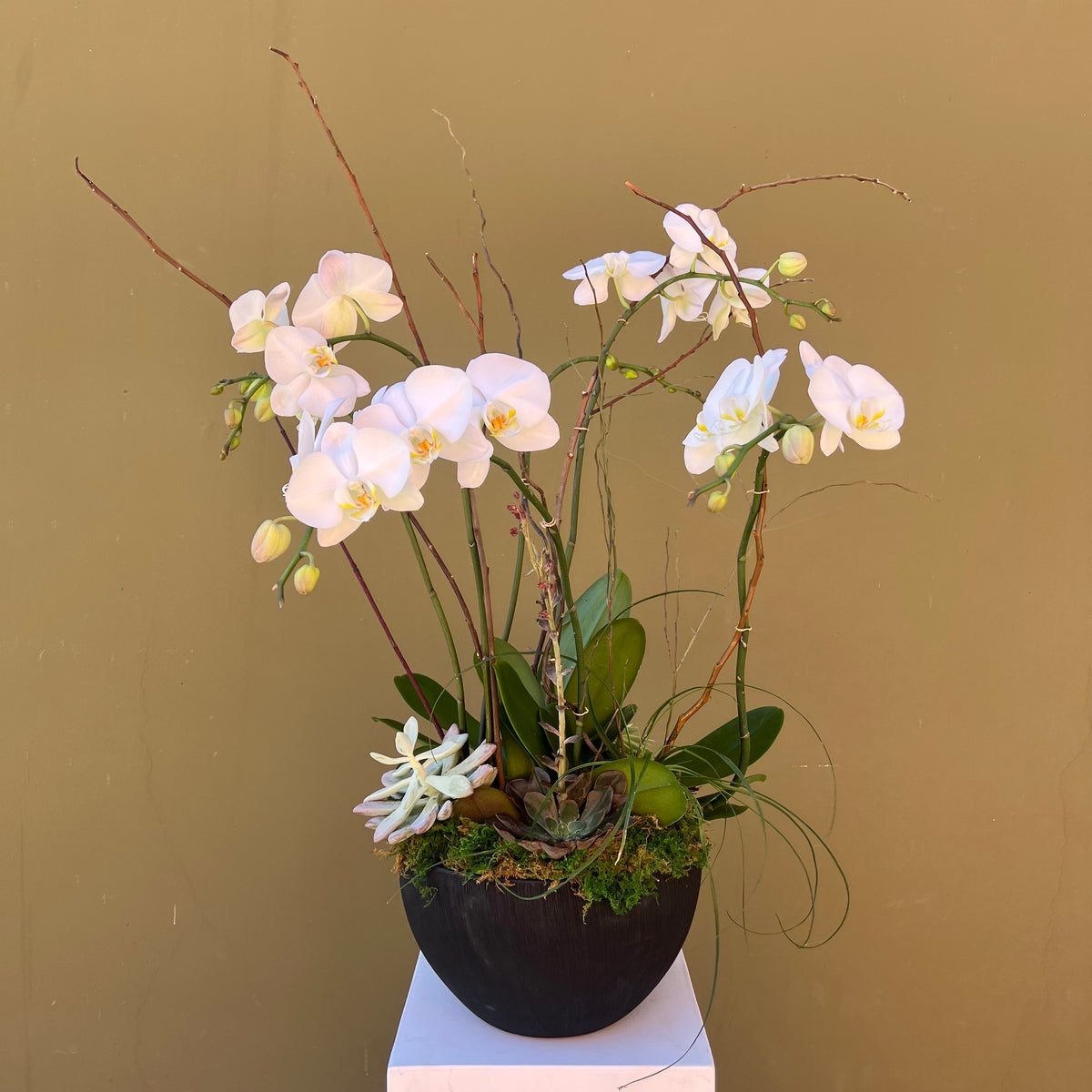 Two to Tango — double orchid